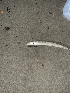 タチウオの釣果