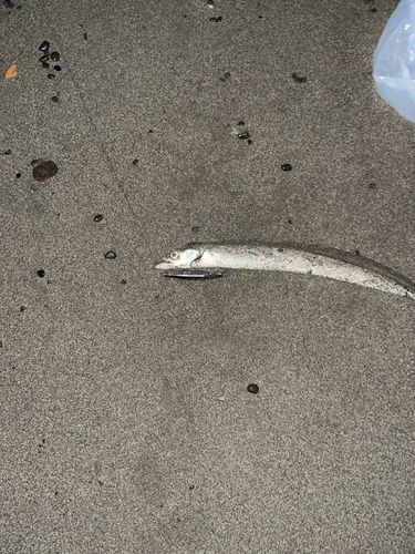 タチウオの釣果