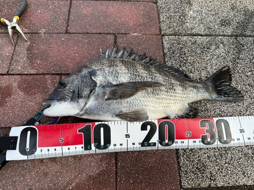 クロダイの釣果