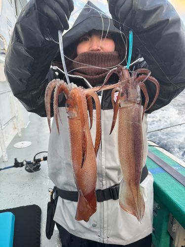 スルメイカの釣果