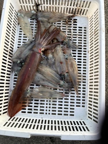 ヤリイカの釣果