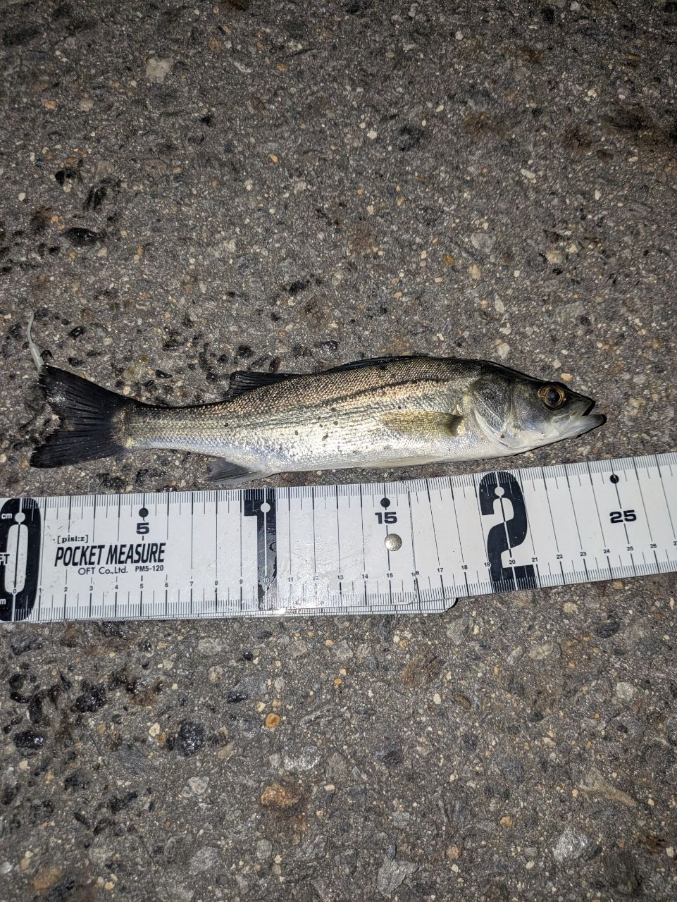 セイゴ（マルスズキ）