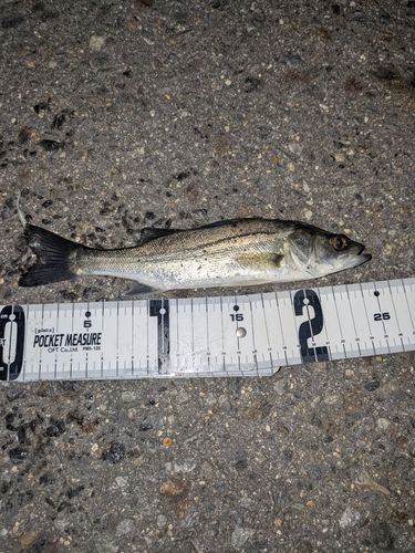 セイゴ（マルスズキ）の釣果