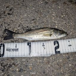 セイゴ（マルスズキ）