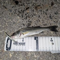 セイゴ（マルスズキ）