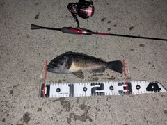 クロソイの釣果