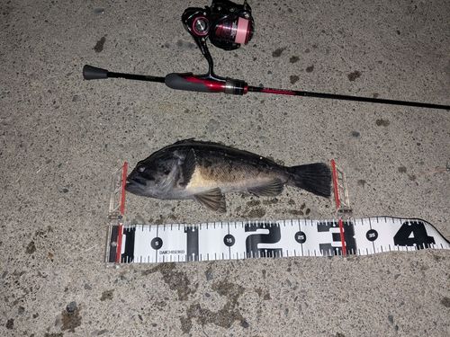 クロソイの釣果