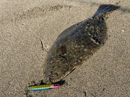 ヒラメの釣果