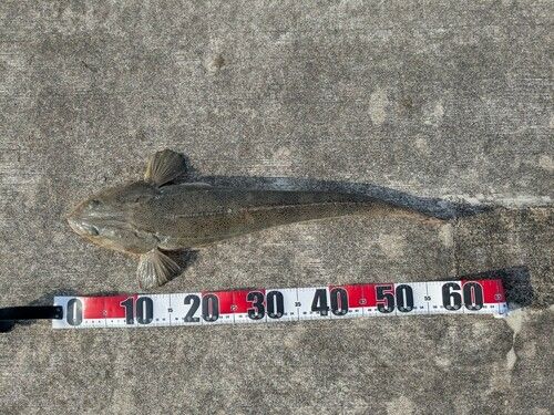 イネゴチの釣果