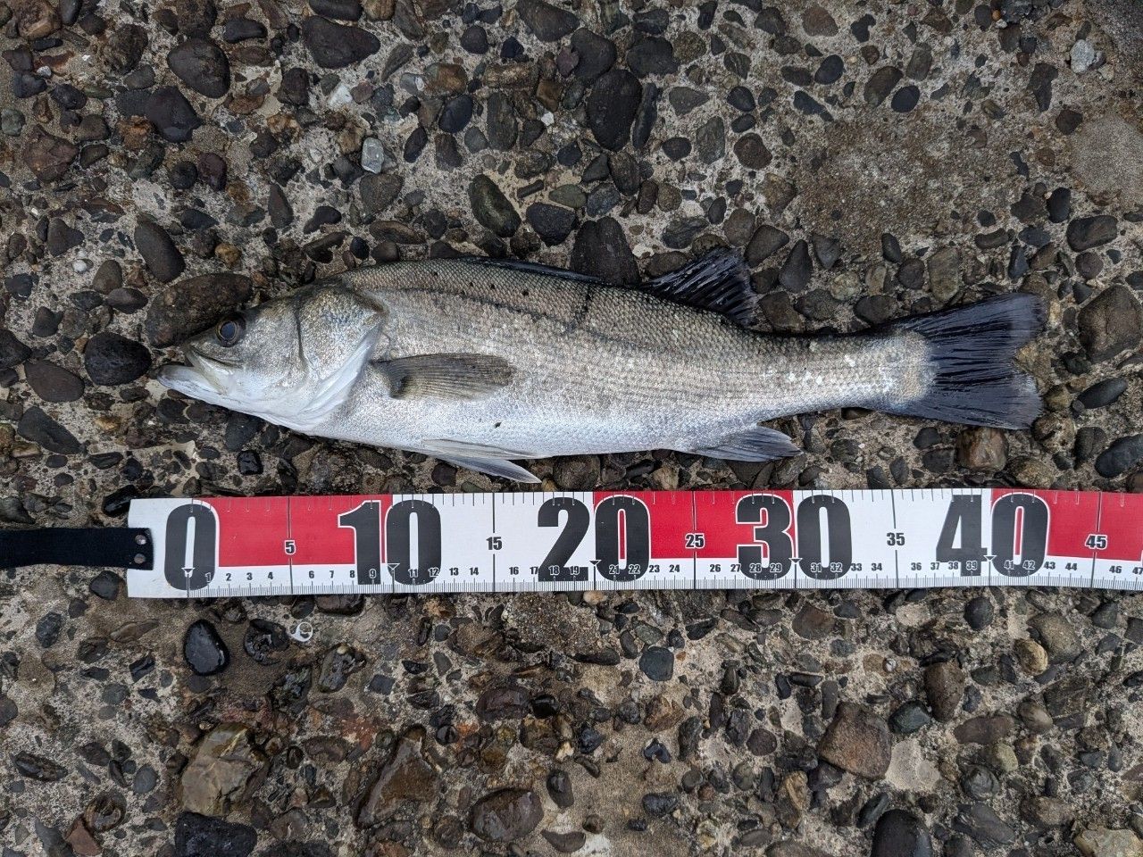 セイゴ（タイリクスズキ）