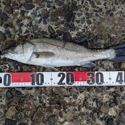 セイゴ（タイリクスズキ）