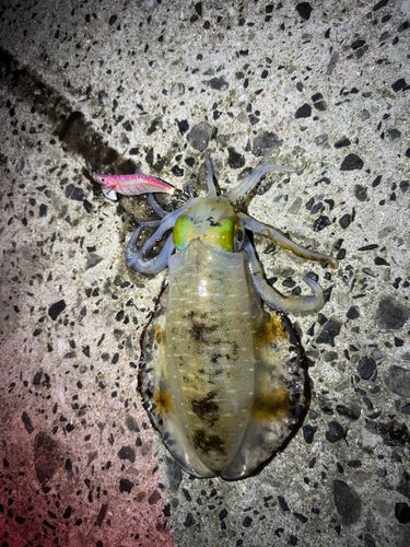 アオリイカの釣果