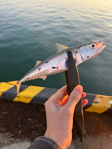 サバの釣果