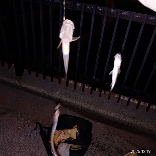 碧南海釣り公園