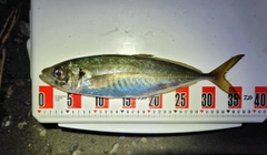 マアジの釣果