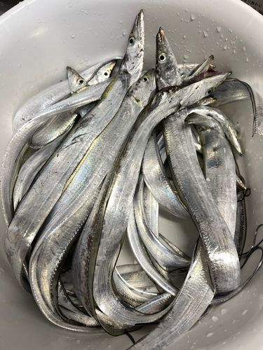 タチウオの釣果