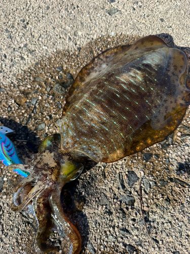 アオリイカの釣果