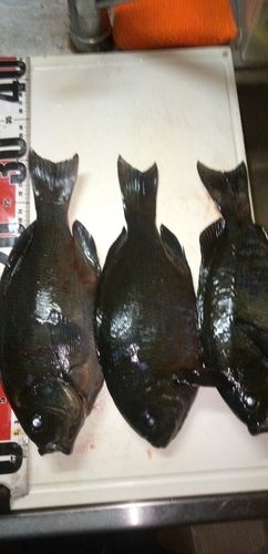 クチブトグレの釣果