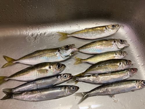 アジの釣果