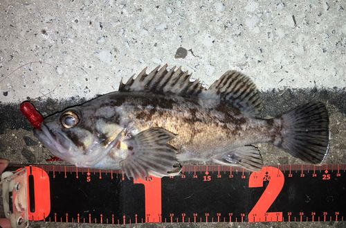 クロソイの釣果