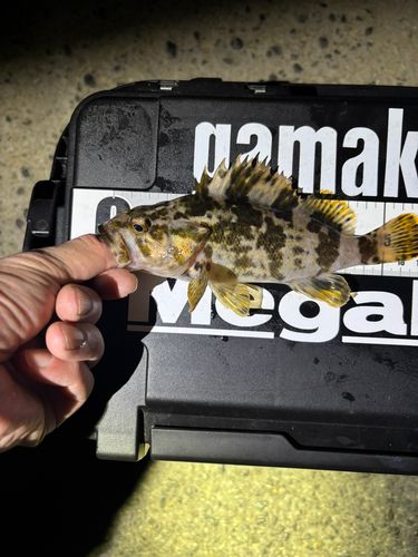 タケノコメバルの釣果