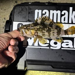 タケノコメバル