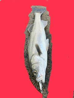 モクズガニの釣果