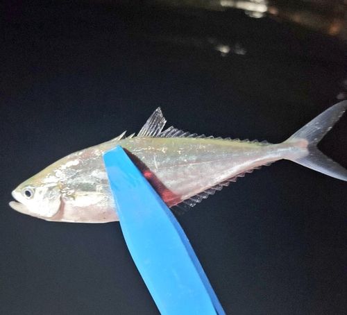 イケカツオの釣果