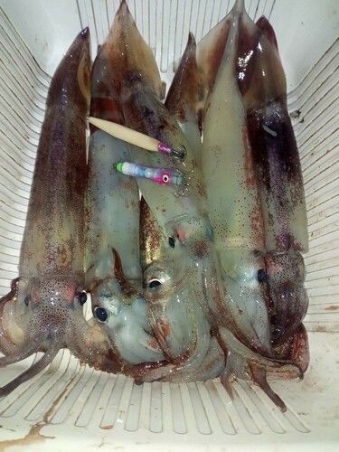 スルメイカの釣果