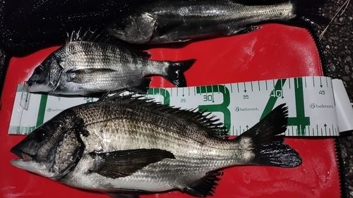 クロダイの釣果