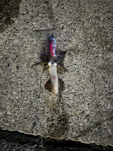 船橋港親水公園