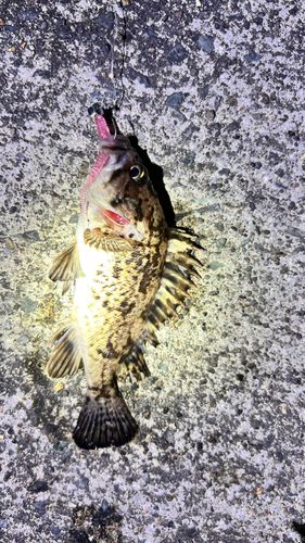 三陸海岸（青森）