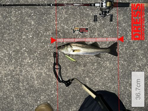 シーバスの釣果