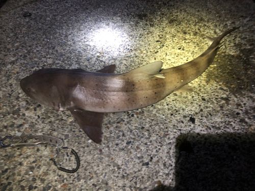 ドチザメの釣果