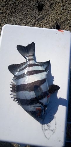 サンバソウの釣果