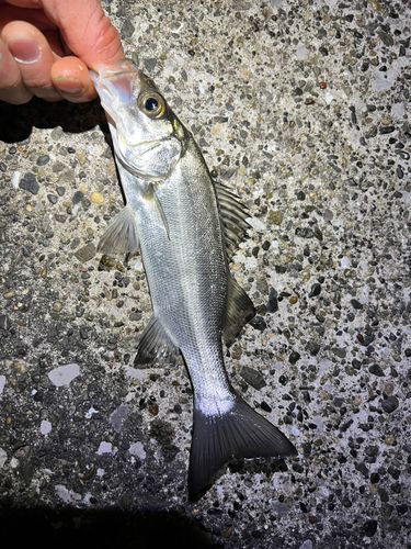 セイゴ（マルスズキ）の釣果