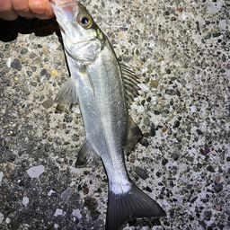 セイゴ（マルスズキ）