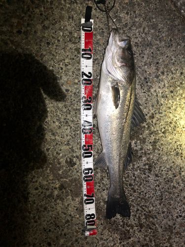 若洲海浜公園海釣り施設