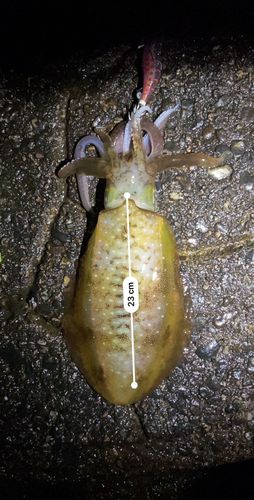 アオリイカの釣果