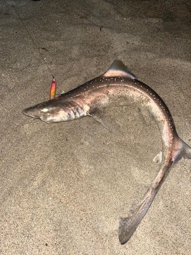 ホシザメの釣果