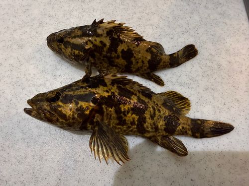 タケノコメバルの釣果