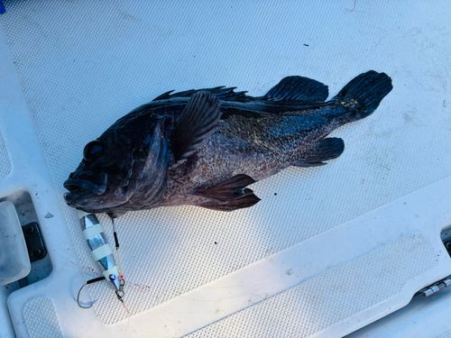 クロソイの釣果