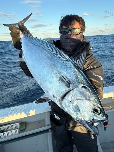 スマガツオの釣果