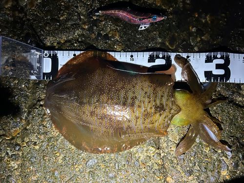 アオリイカの釣果