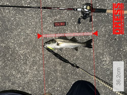 シーバスの釣果