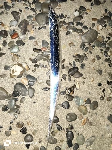 タチウオの釣果