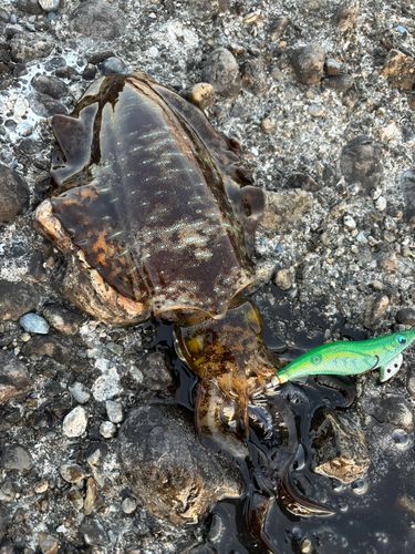アオリイカの釣果