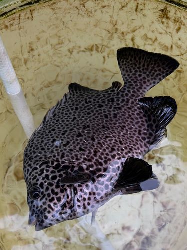 イシガキダイの釣果