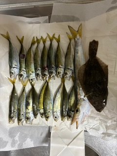 アジの釣果