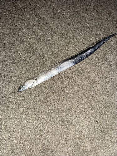 タチウオの釣果